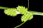 Fuzzy wuzzy sedge